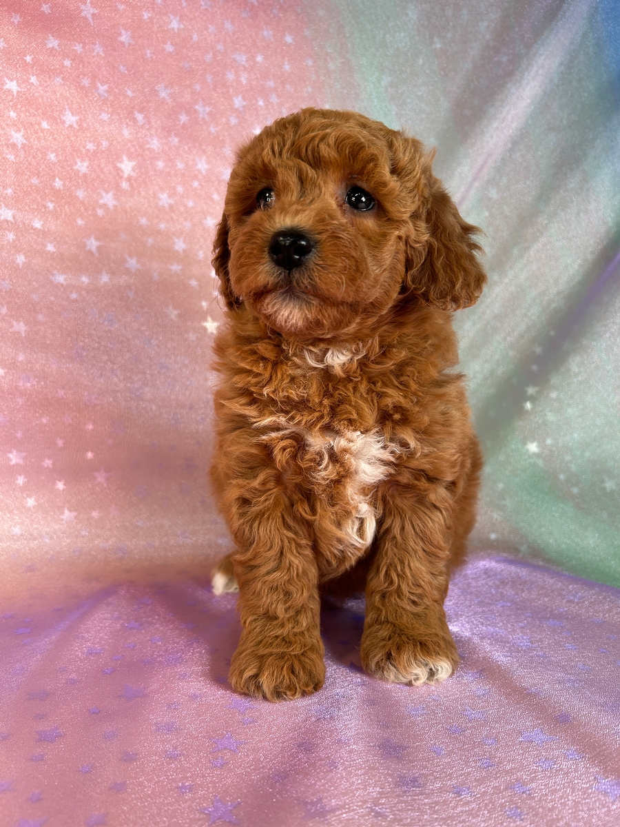 Female Schnoodle Puppy DOB 9-1-2024 $950